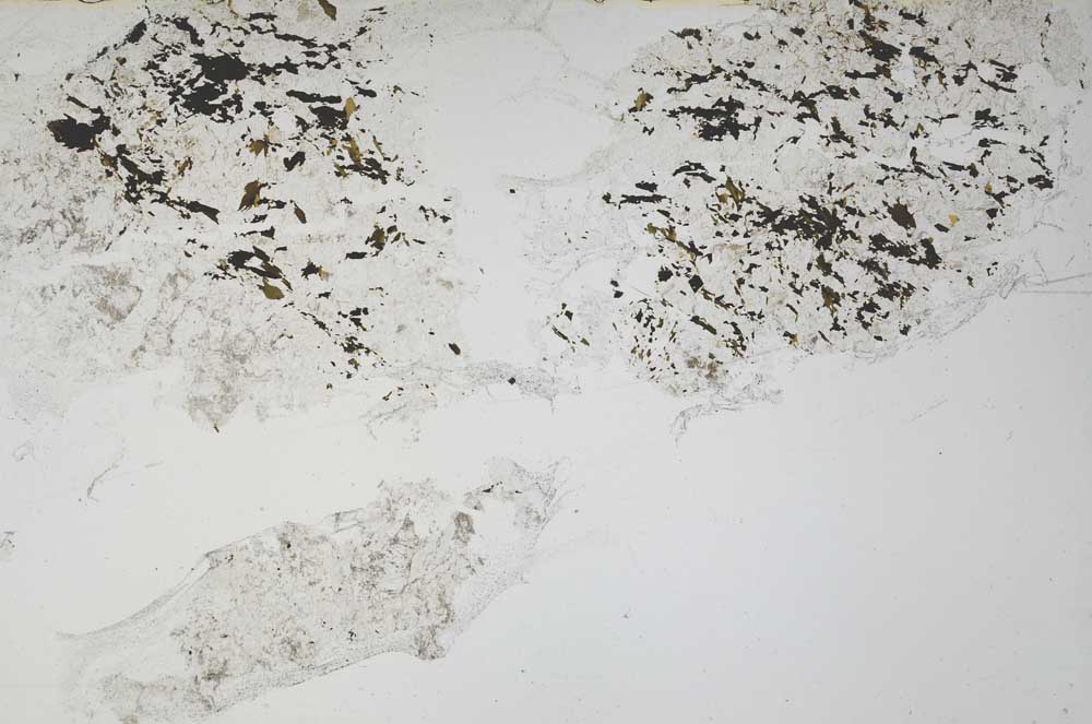 Plane Polarized, S55337/A