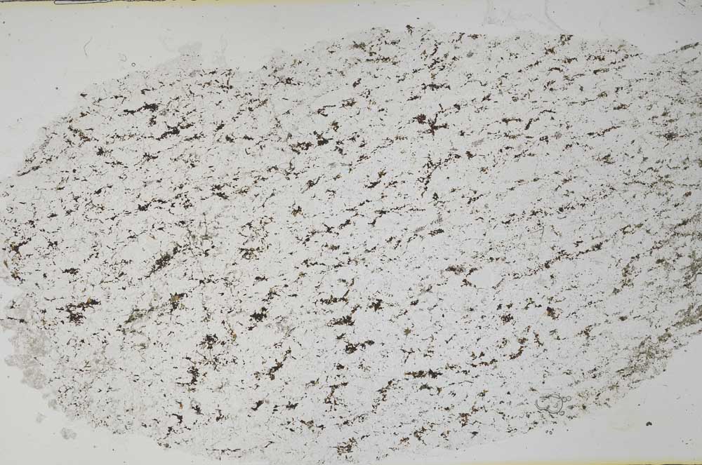 Plane Polarized, S55425