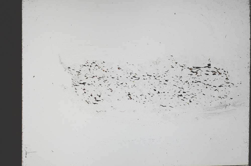 Plane Polarized, S55513