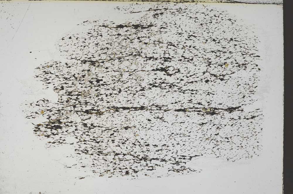 Plane Polarized, S55520