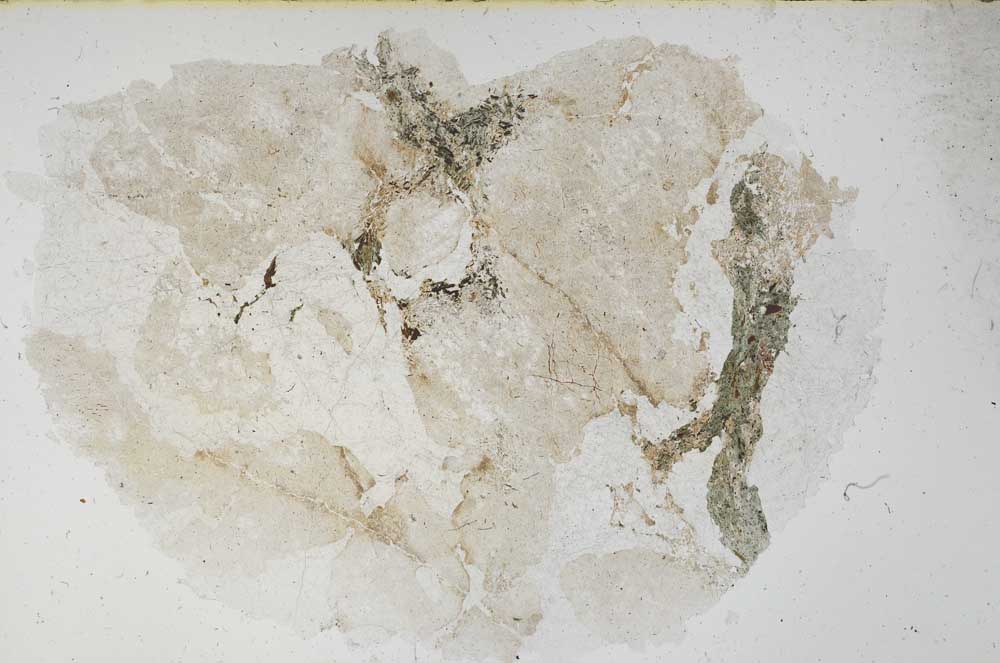 Plane Polarized, S55834