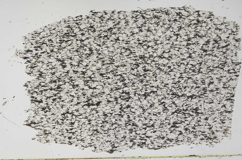 Plane Polarized, S55954