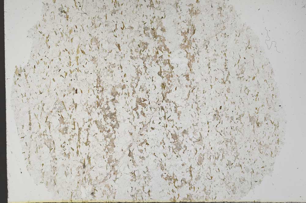Plane Polarized, S56128