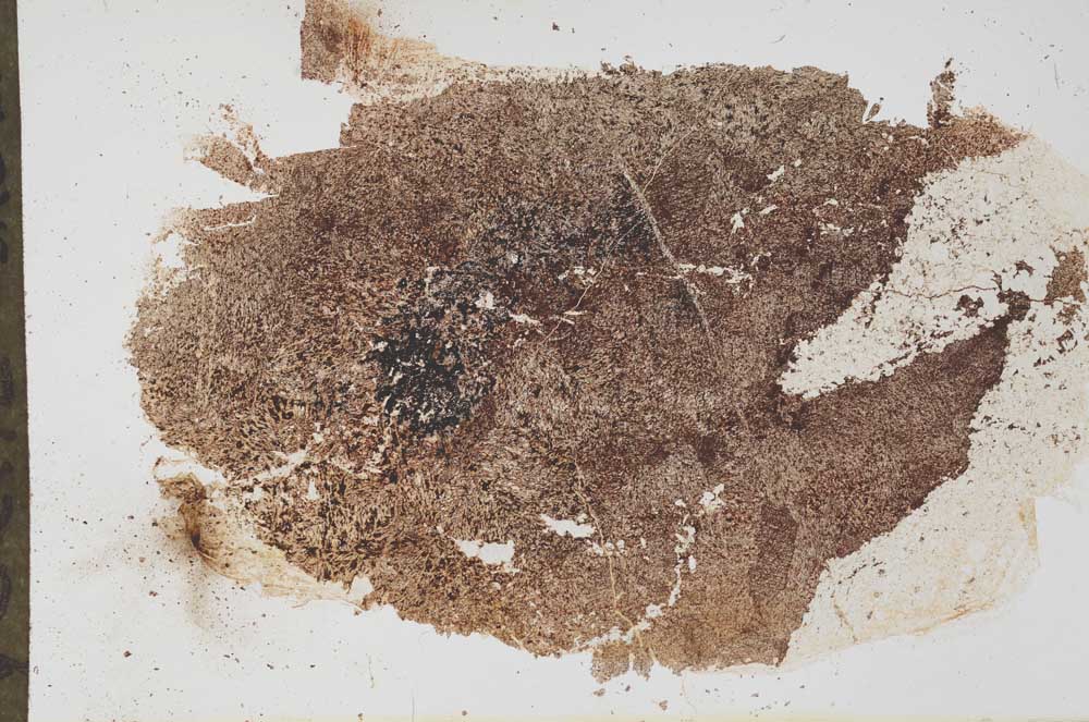 Plane Polarized, S56198