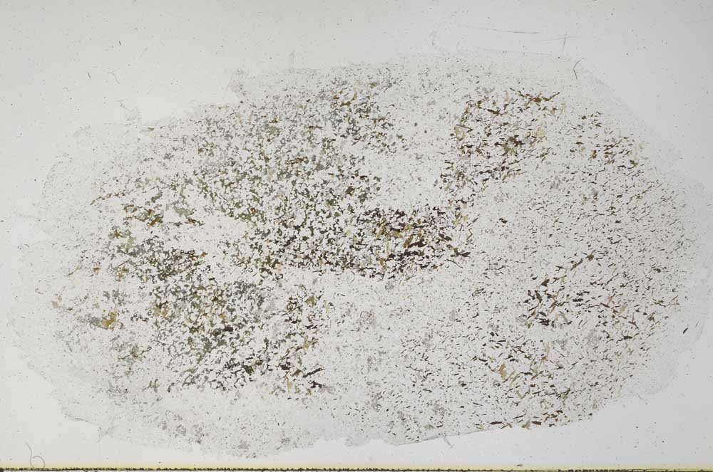 Plane Polarized, S56310