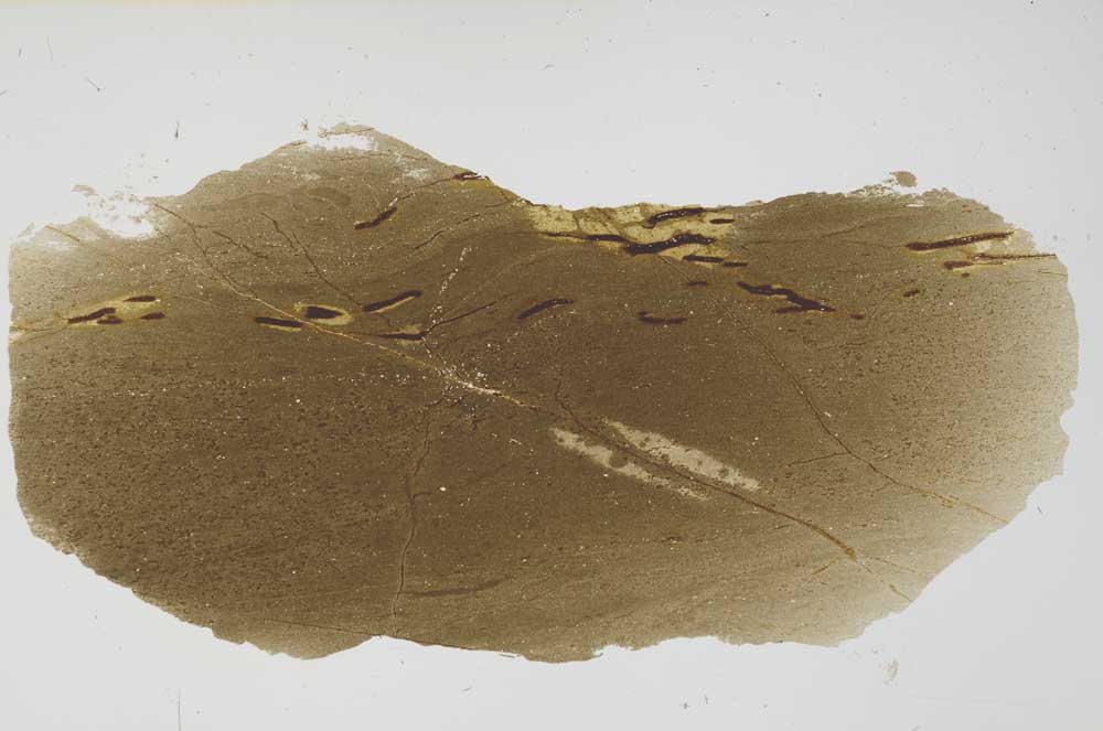 Plane Polarized, S56416