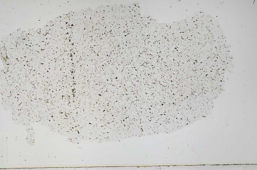 Plane Polarized, S56667