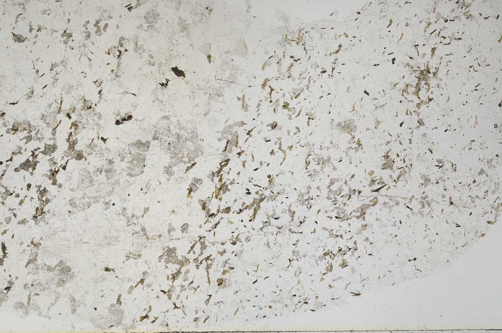 Plane Polarized, S56681