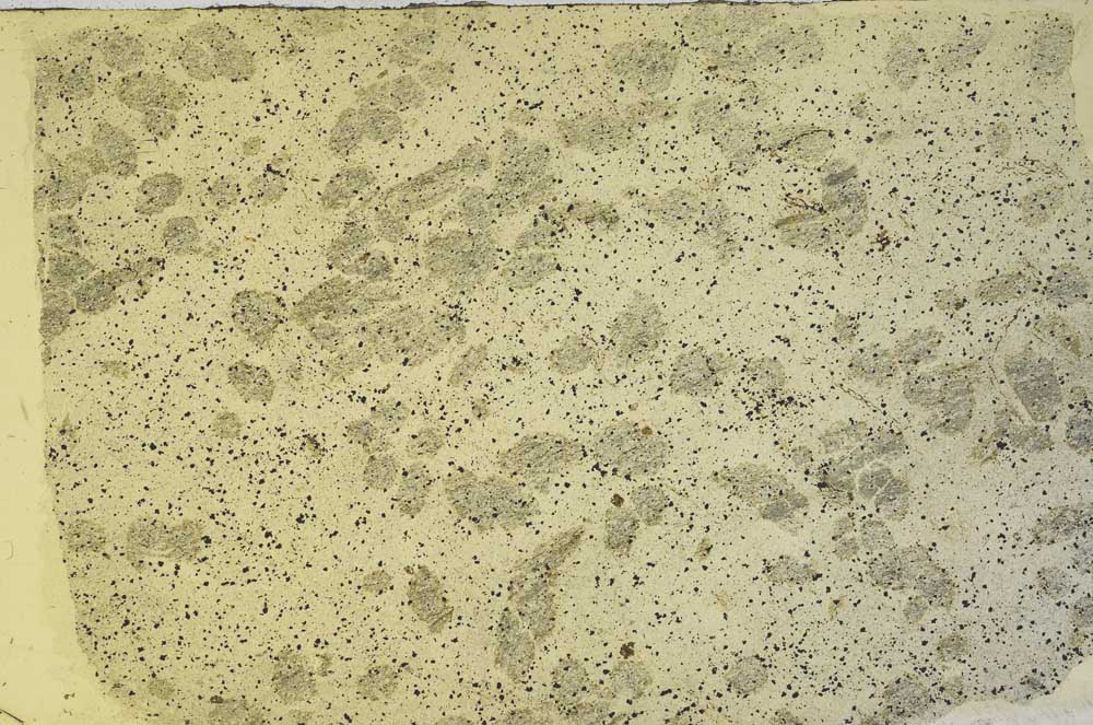 Plane Polarized, S57060