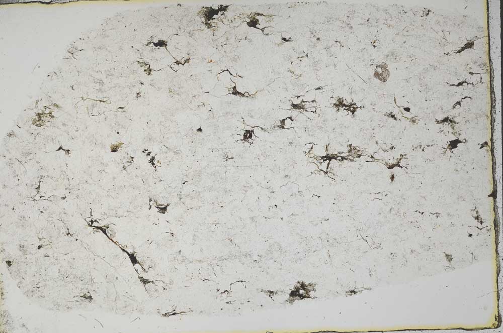 Plane Polarized, S57102