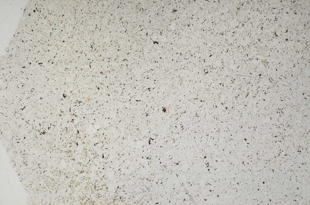 Plane Polarized, S57136