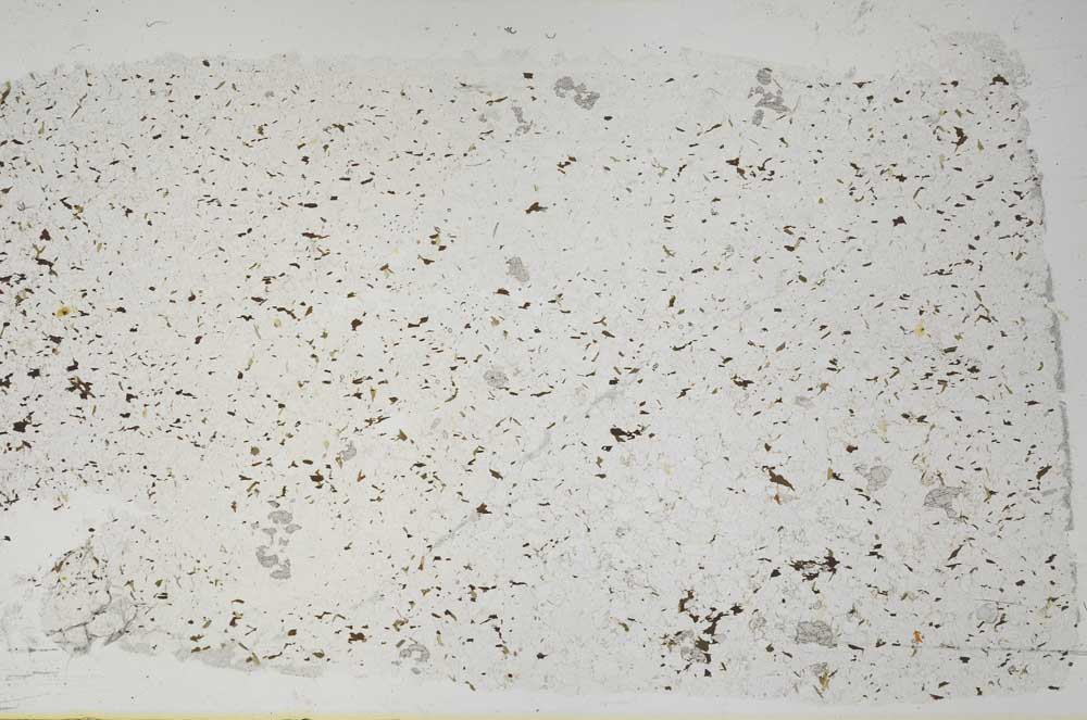 Plane Polarized, S57533