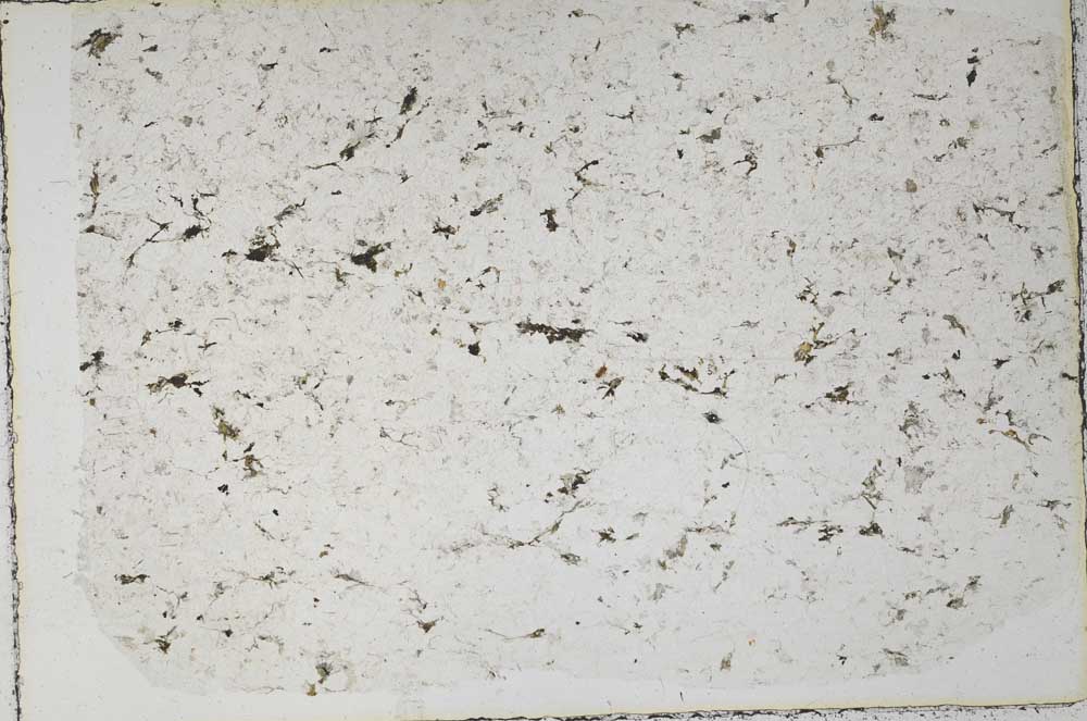 Plane Polarized, S57833