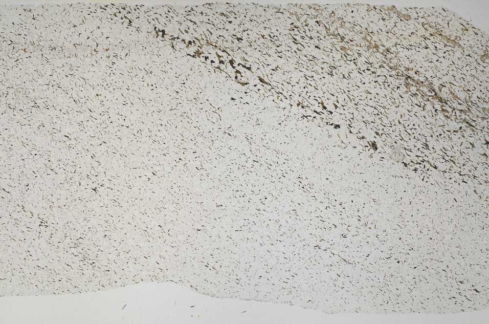 Plane Polarized, S58367
