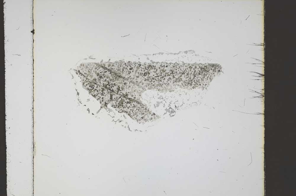 Plane Polarized, S58560