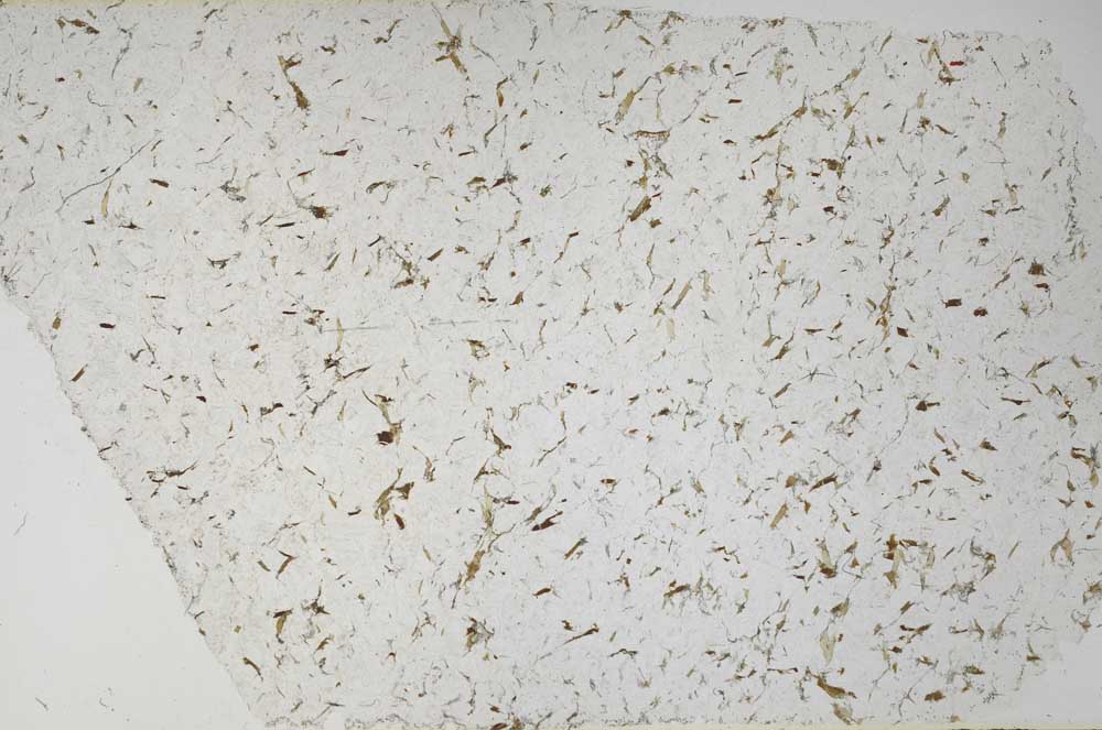 Plane Polarized, S58619
