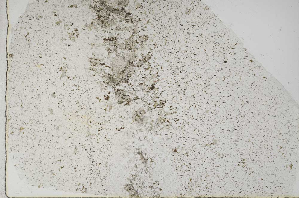 Plane Polarized, S59243
