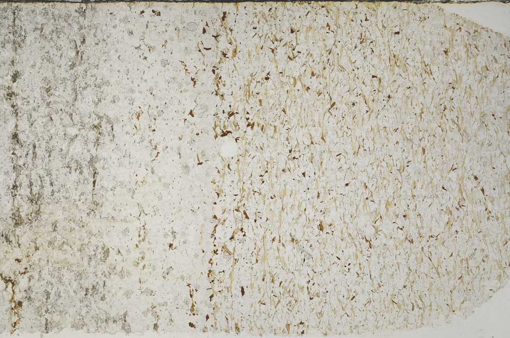 Plane Polarized, S59468