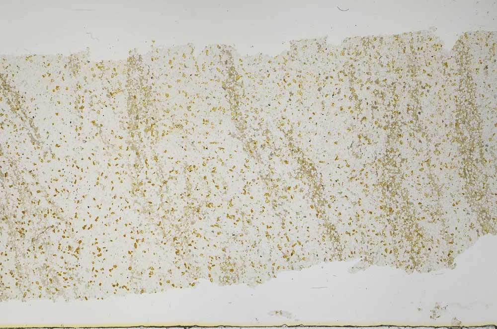 Plane Polarized, S60448/A