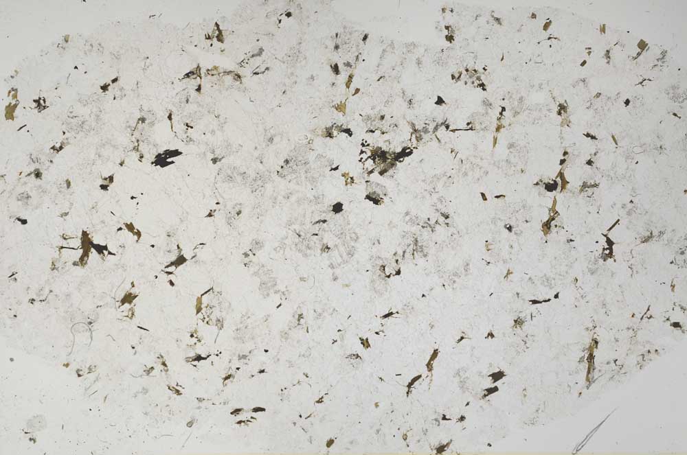 Plane Polarized, S61124