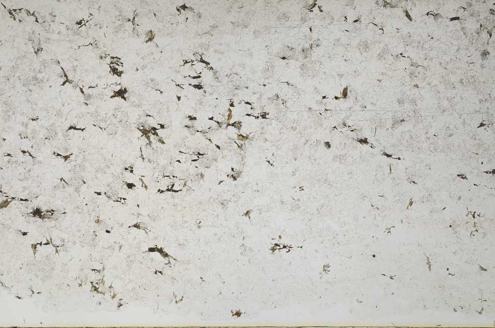 Plane Polarized, S61134