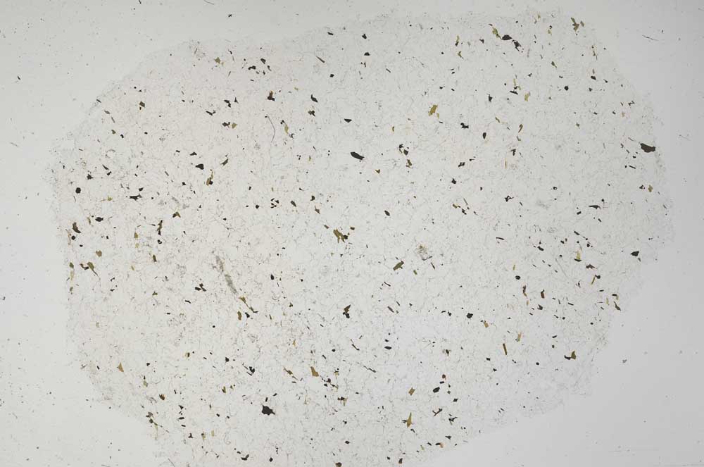 Plane Polarized, S61336