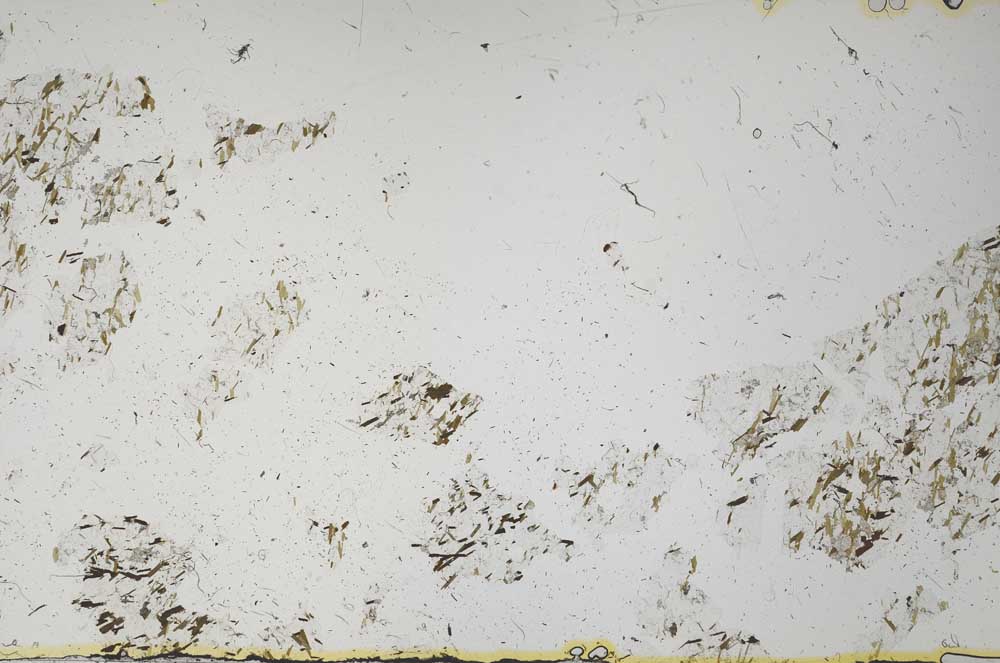 Plane Polarized, S61339