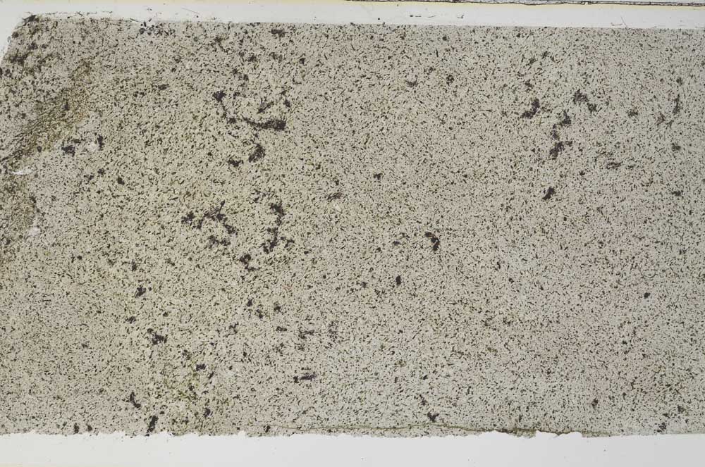 Plane Polarized, S61732