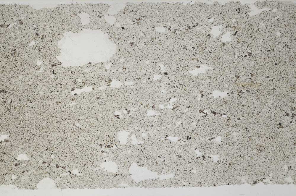 Plane Polarized, S61733