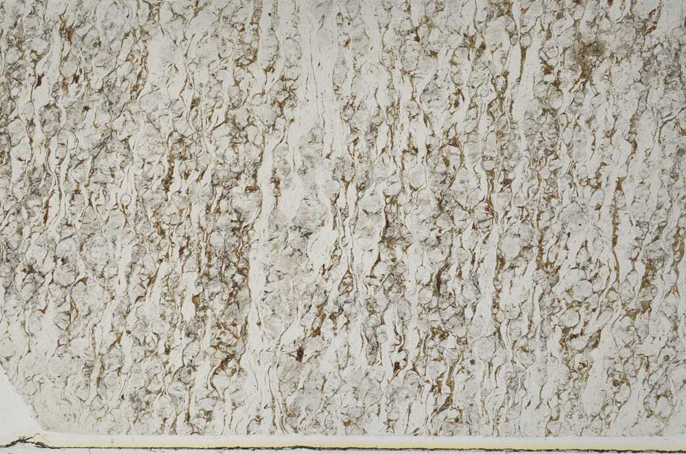 Plane Polarized, S62056