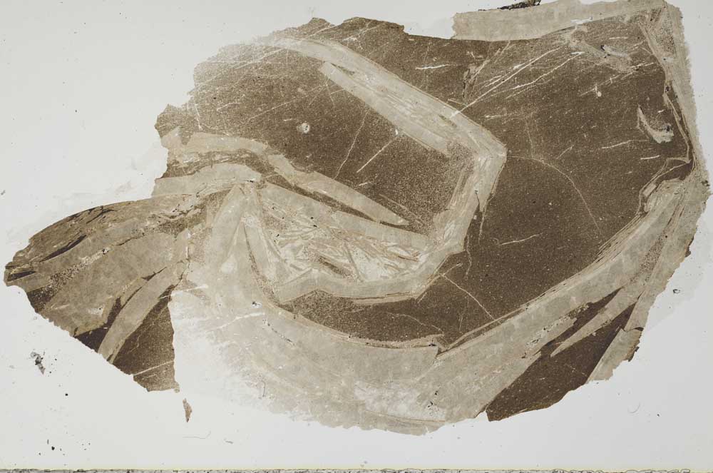 Plane Polarized, S62592