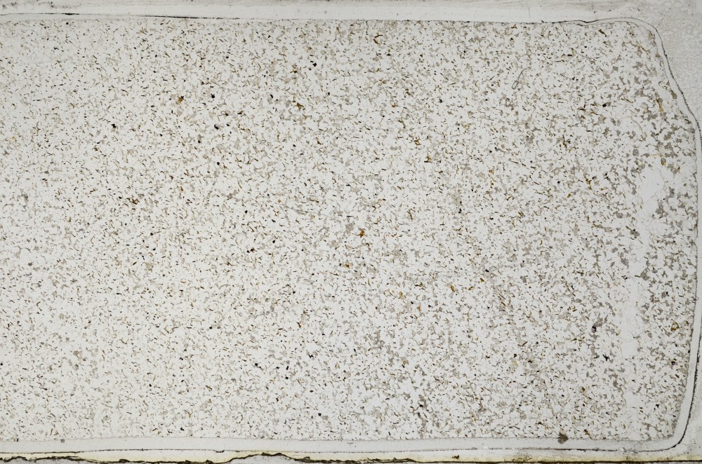 Plane Polarized, S63593