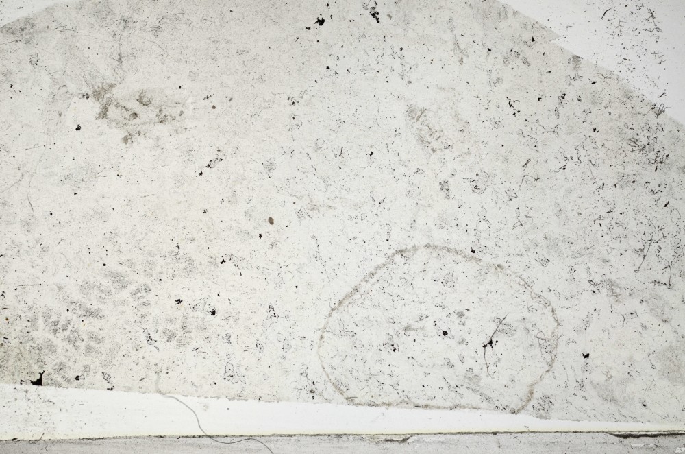 Plane Polarized, S64019