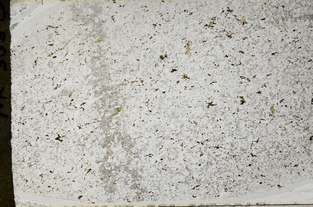 Plane Polarized, S64525