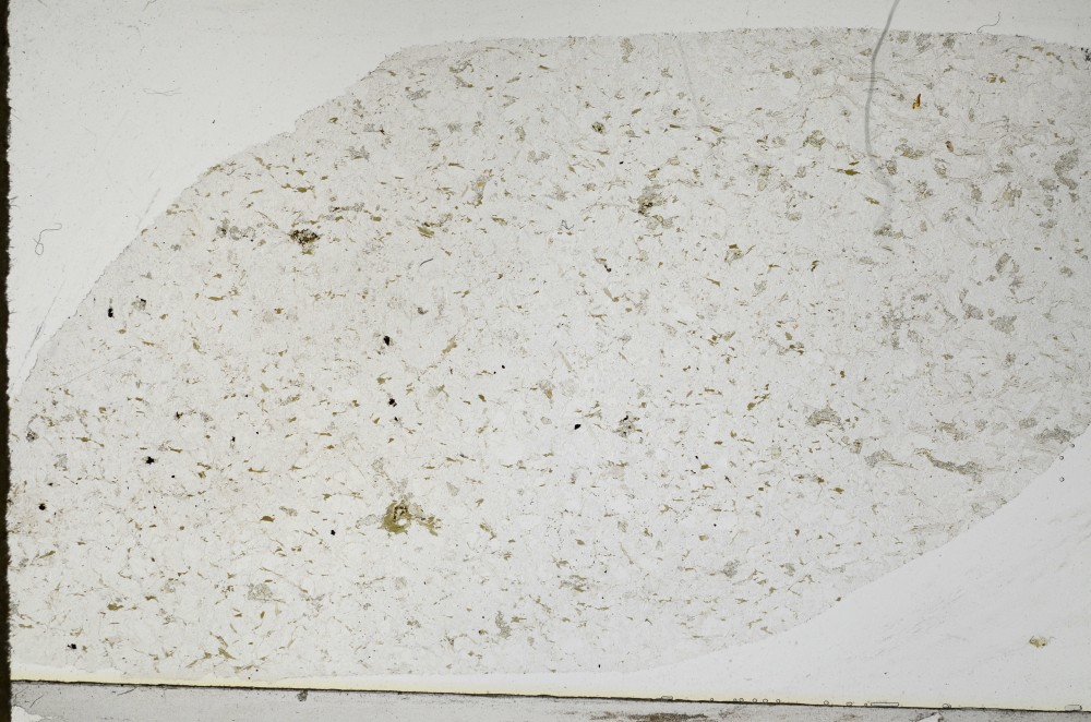 Plane Polarized, S64537