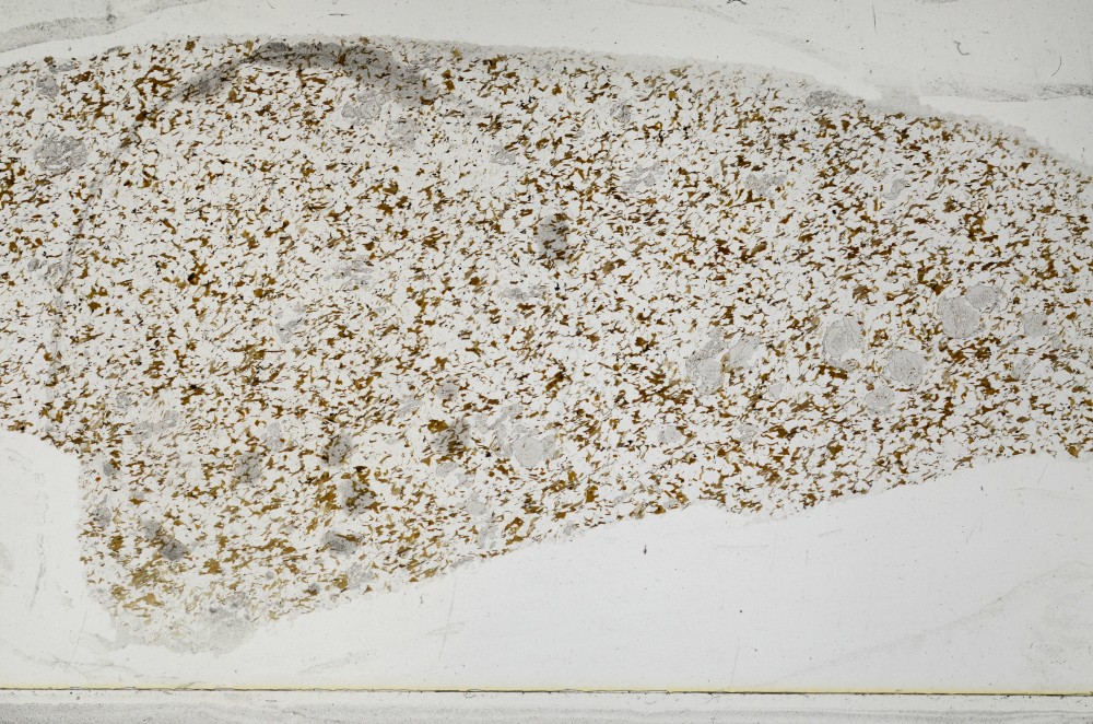 Plane Polarized, S65045