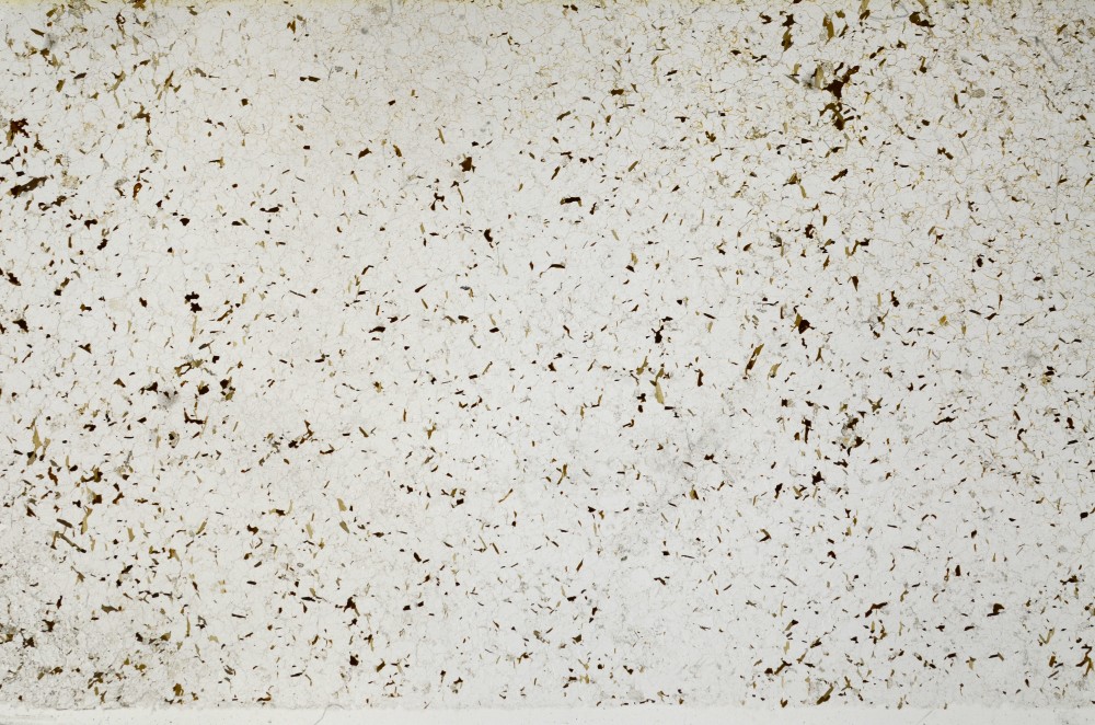 Plane Polarized, S65052