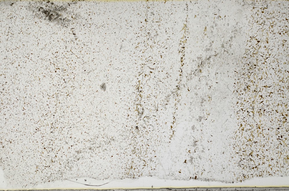 Plane Polarized, S65151