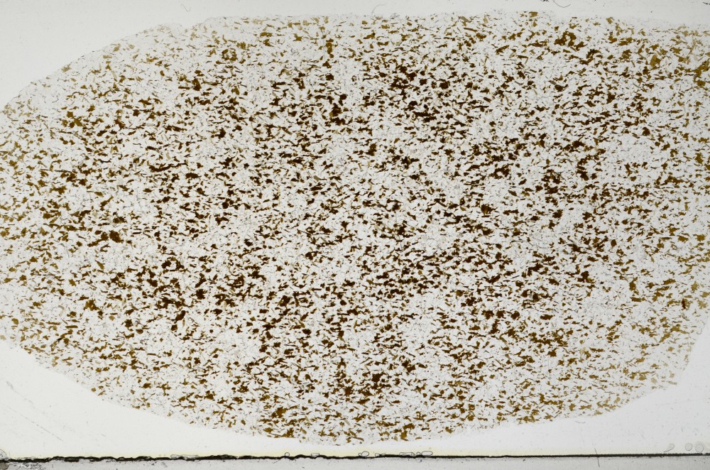 Plane Polarized, S65290