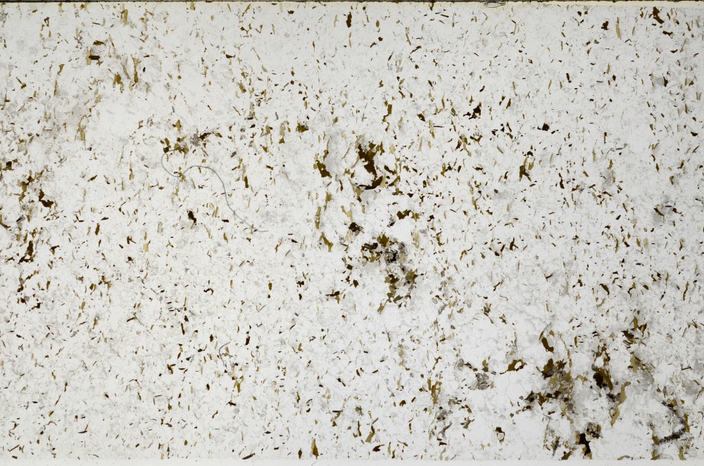 Plane Polarized, S65485