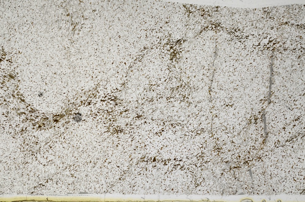 Plane Polarized, S65513