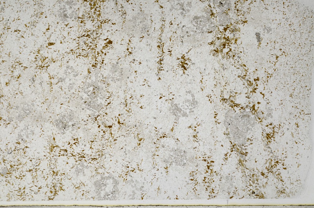 Plane Polarized, S65521