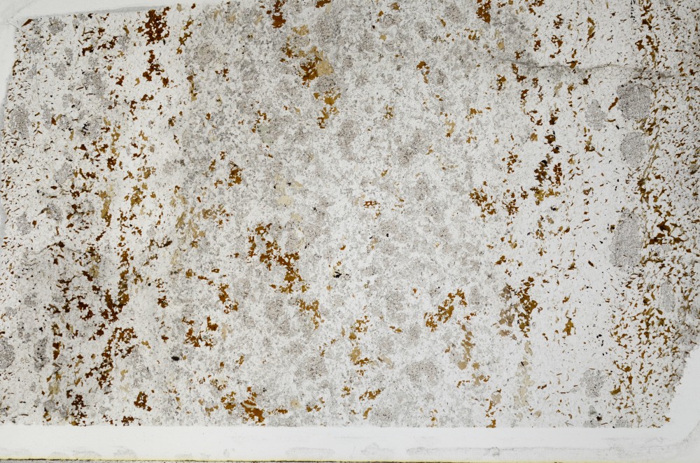 Plane Polarized, S65527