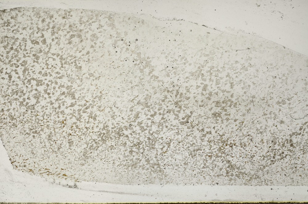 Plane Polarized, S65710