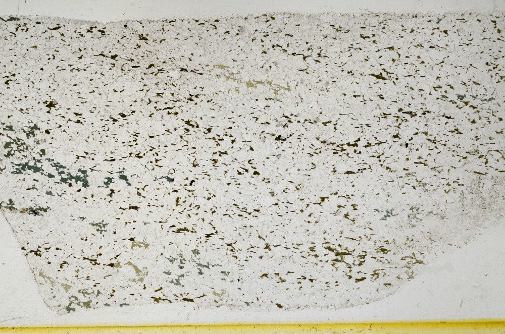 Plane Polarized, S65765