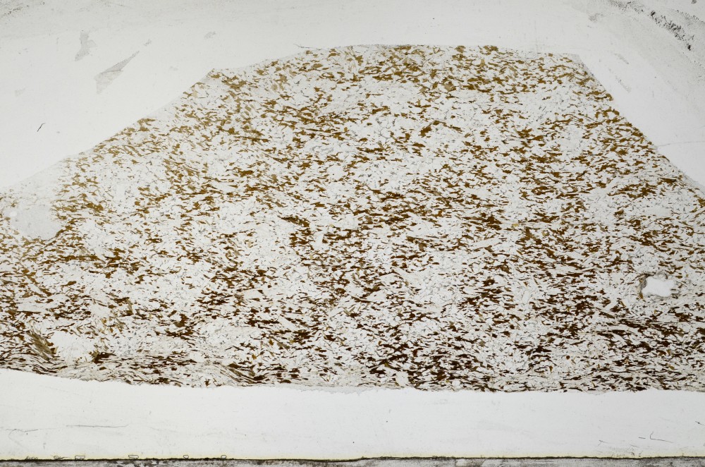 Plane Polarized, S67181