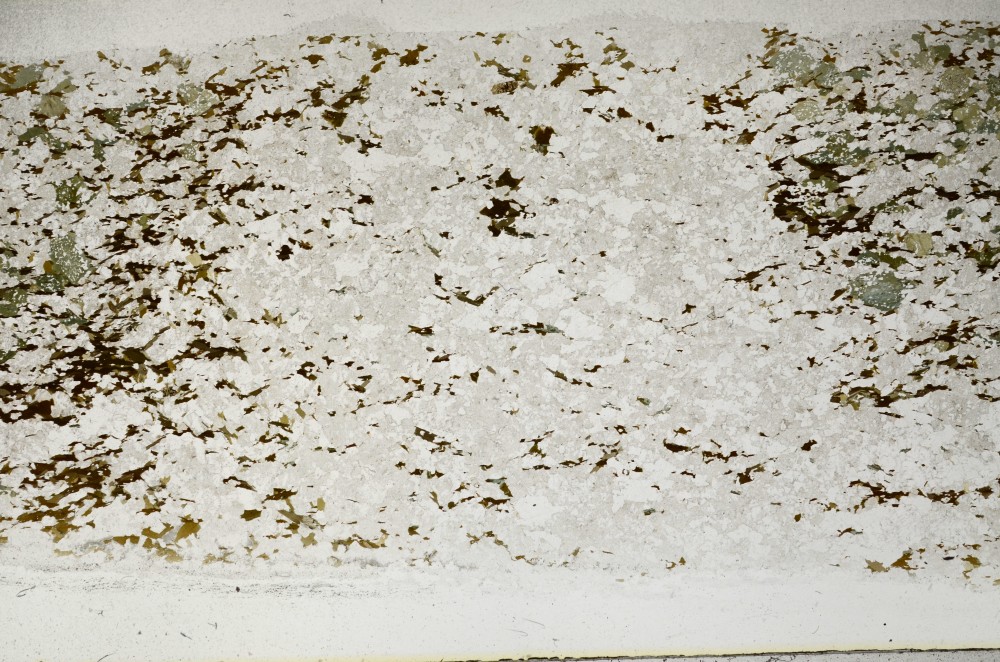 Plane Polarized, S67218