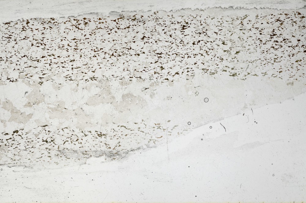 Plane Polarized, S67226