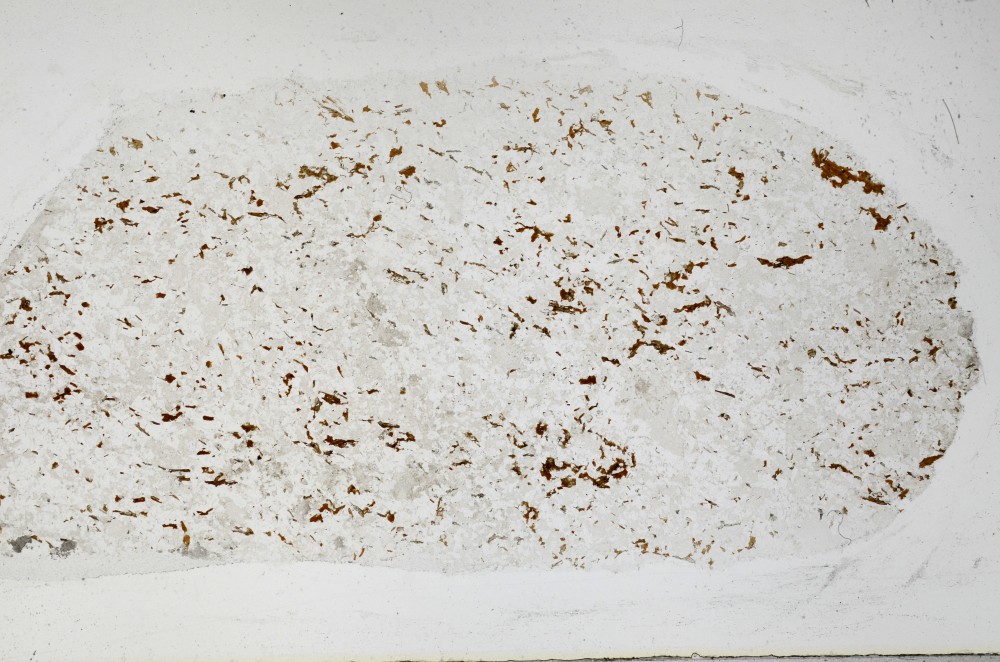 Plane Polarized, S67239