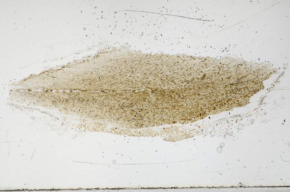 Plane Polarized, S67407